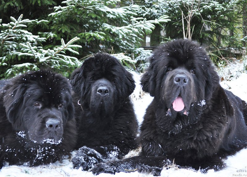 Фото: ньюфаундленд Бегущая по Волнам Браво Брависсимо (Beguschaya po Volnam Bravo Bravissimo), ньюфаундленд Бегущая по Волнам Вся Такая Растакая (Beguschaya po Volnam Vsya Takaya Rastakaya), ньюфаундленд Бегущая по Волнам Дансинг Квин (Beguschaya po Volnam Dancing Queen)