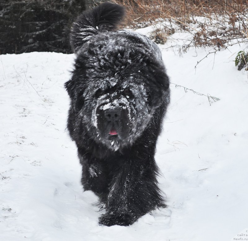 Фото: ньюфаундленд Бегущая по Волнам Дансинг Квин (Beguschaya po Volnam Dancing Queen)