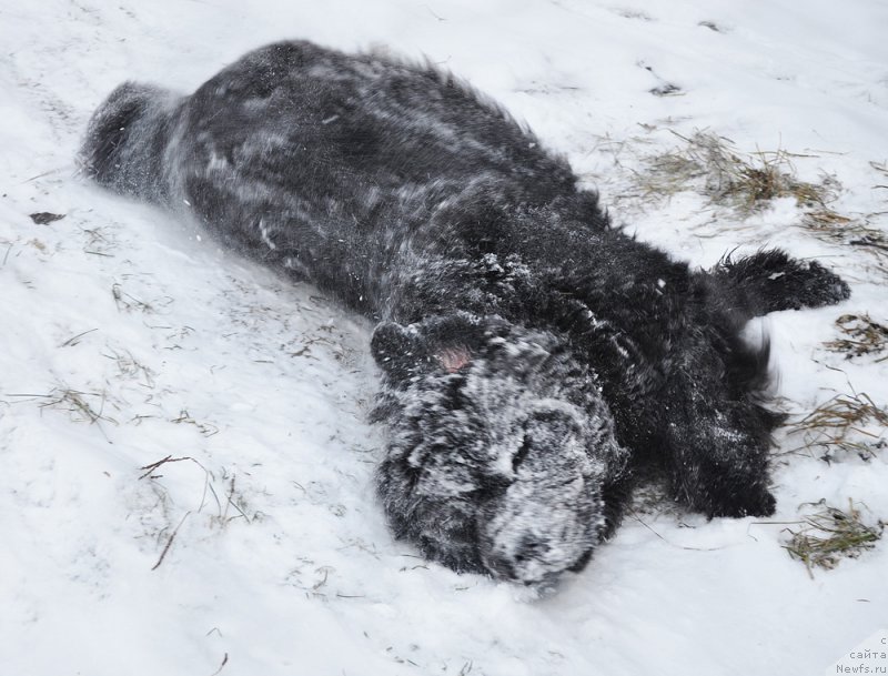 Фото: ньюфаундленд Бегущая по Волнам Дансинг Квин (Beguschaya po Volnam Dancing Queen)