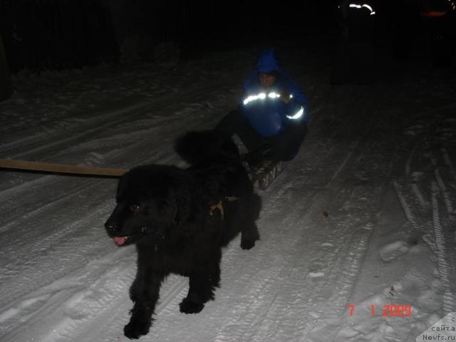 Фото: ньюфаундленд Смигар Осенняя Сказка, Саша Коротков