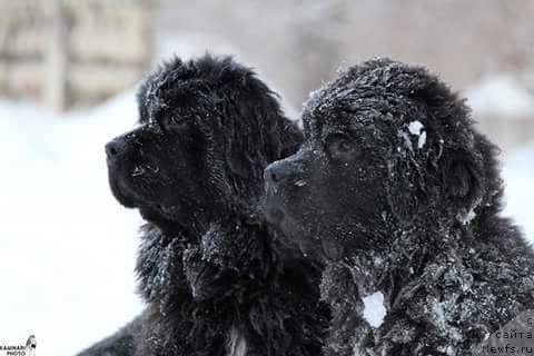 Фото: ньюфаундленд Ньюфорт Жорджия, ньюфаундленд Королевич Елисей от Сибирского Медведя