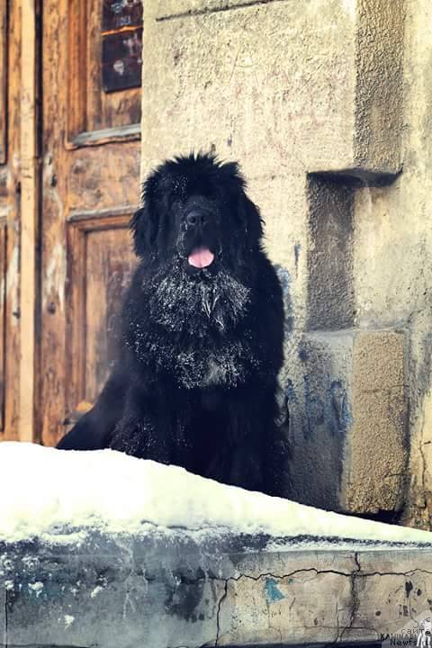 Фото: ньюфаундленд Ньюфорт Жорджия