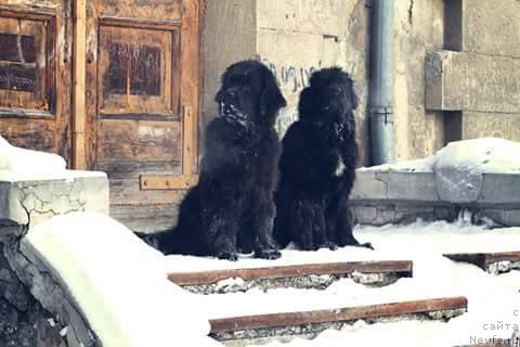 Фото: ньюфаундленд Ньюфорт Жорджия, ньюфаундленд Королевич Елисей от Сибирского Медведя