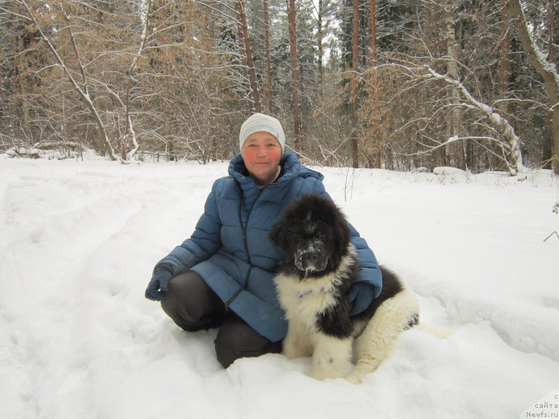 Фото: ньюфаундленд Водограй от Карельских Медведей