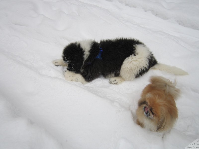 Фото: ньюфаундленд Водограй от Карельских Медведей