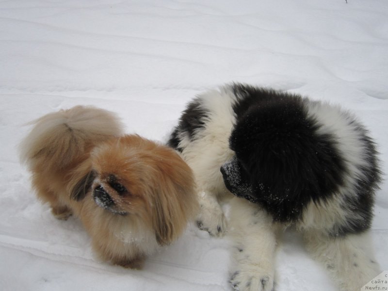 Фото: ньюфаундленд Водограй от Карельских Медведей