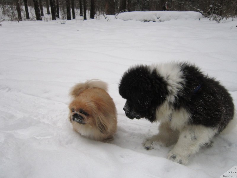Фото: ньюфаундленд Водограй от Карельских Медведей