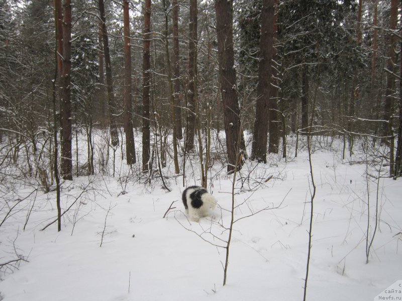 Фото: ньюфаундленд Водограй от Карельских Медведей