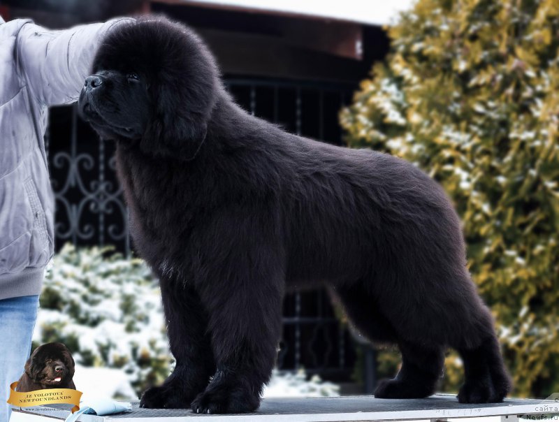 Фотография № 218877