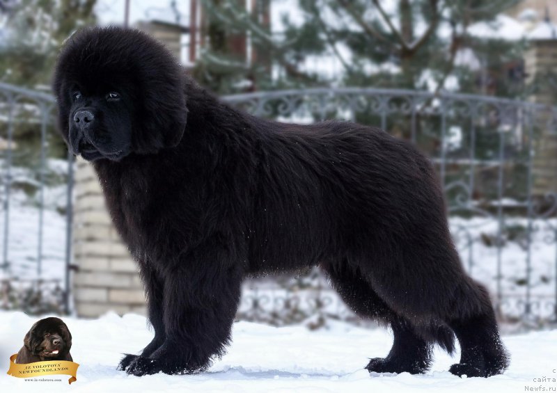 Фотография № 218878