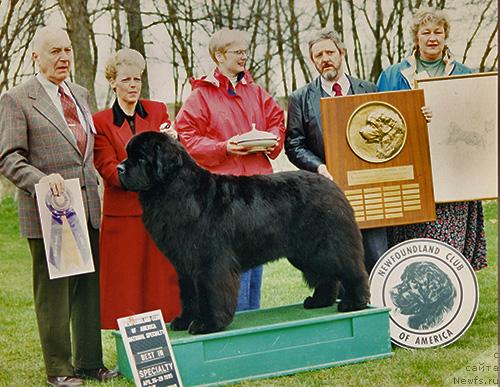 Фото: ньюфаундленд Pouch Cove's Midnite Bay