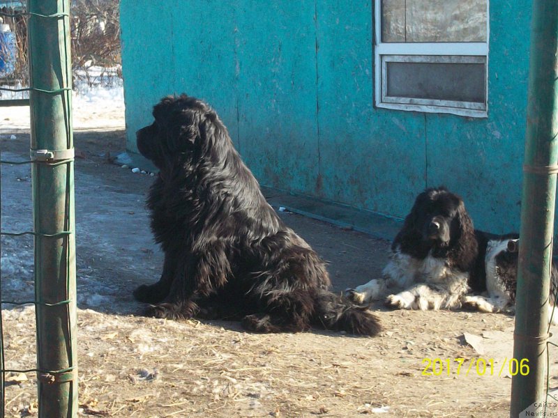 Фото: ньюфаундленд Супер Премиум Нао Дел Трато, ньюфаундленд Селин Дион