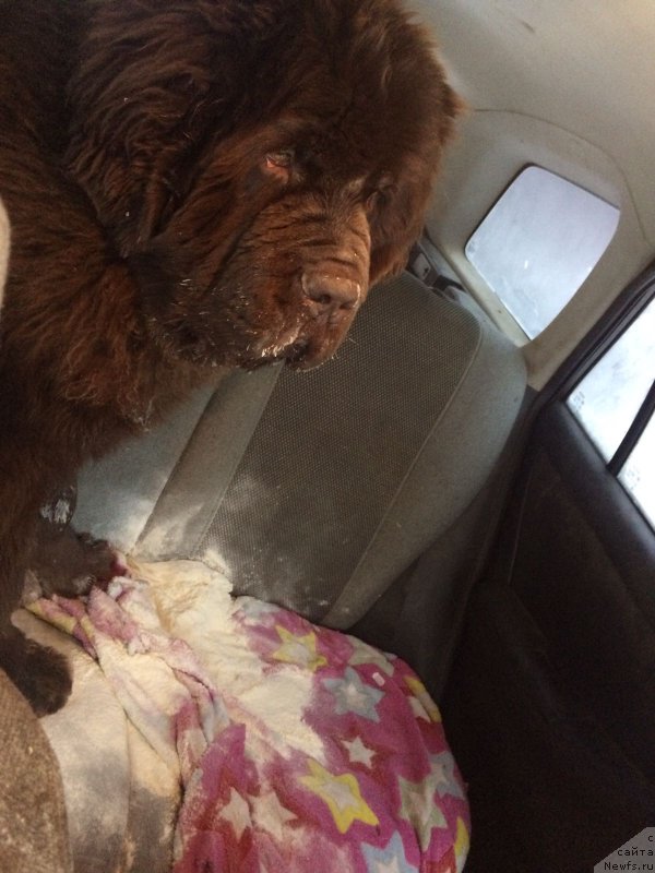 Фото: ньюфаундленд Браунблад МСК Велес Алистер (Brownblood MSK Veles Alister)