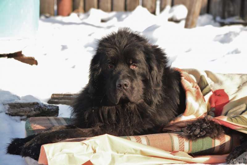 Фото: ньюфаундленд Преданный Друг