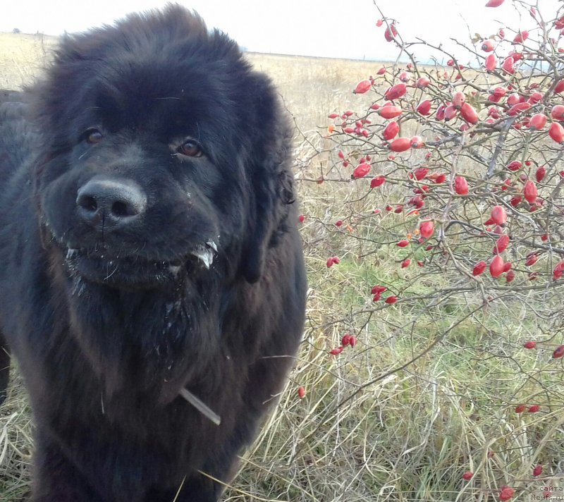 Фото: Акватория Келвин Злата