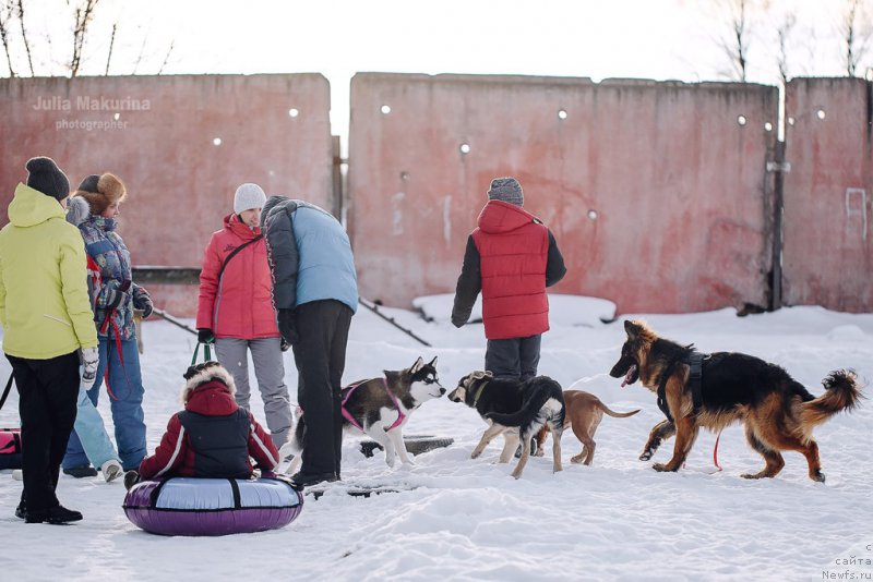Фото: ньюфаундленд Преданный Друг