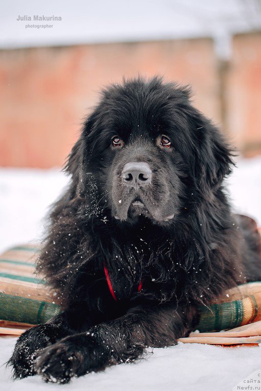 Фото: ньюфаундленд Преданный Друг