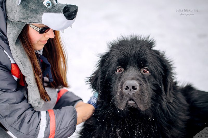 Фото: ньюфаундленд Преданный Друг