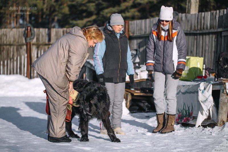 Фото: ньюфаундленд Преданный Друг