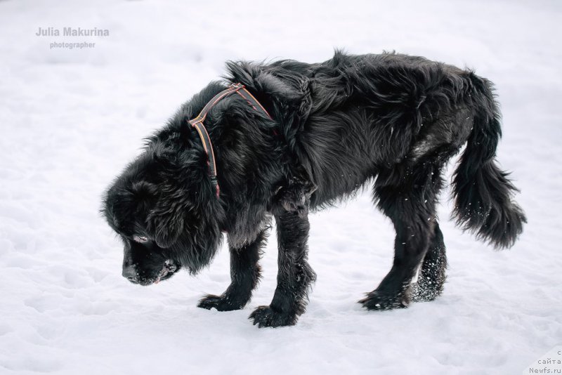Фото: ньюфаундленд Преданный Друг