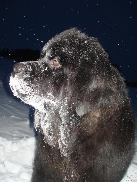 Фото: ньюфаундленд Потап Фелиция (Potap Felicia)