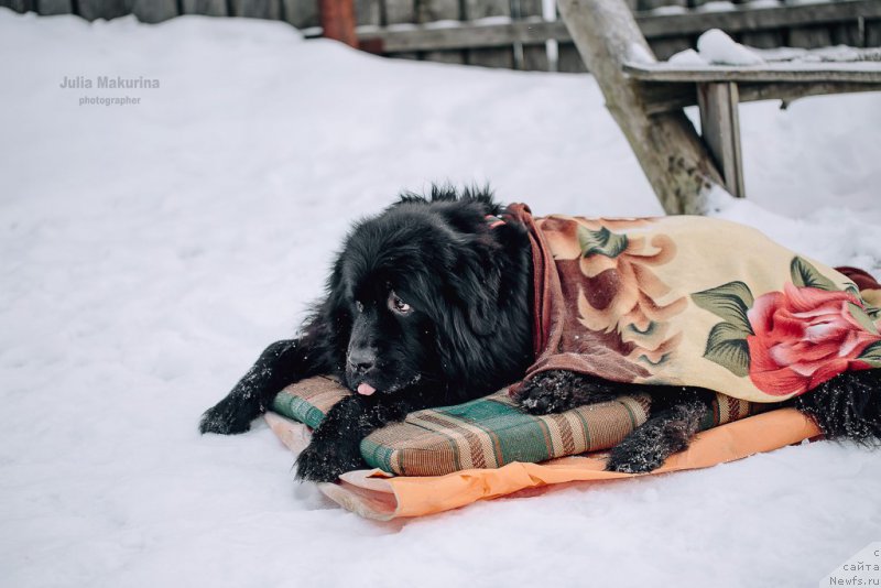 Фото: ньюфаундленд Преданный Друг