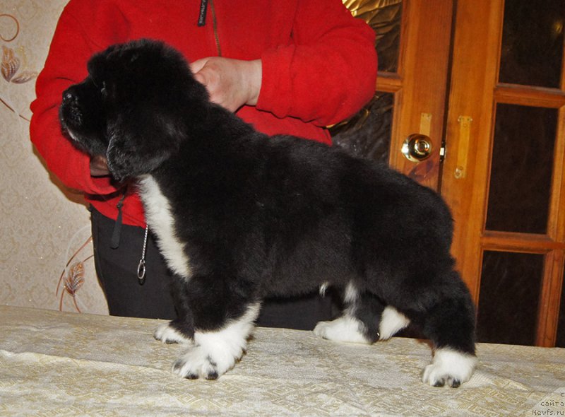 Фотография № 218908