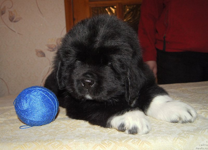 Фотография № 218910