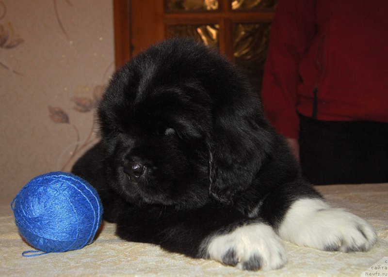 Фотография № 218911