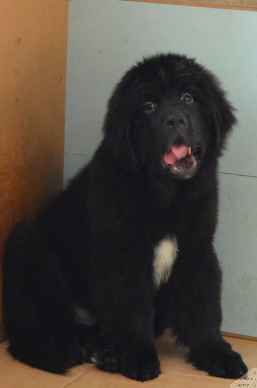 Фото: ньюфаундленд Черный Балу Лендлорд