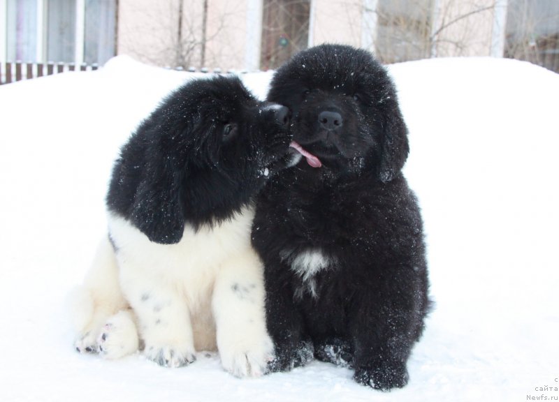 Фото: щенки Аквиан Сонг