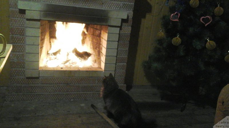 Фотография № 218917