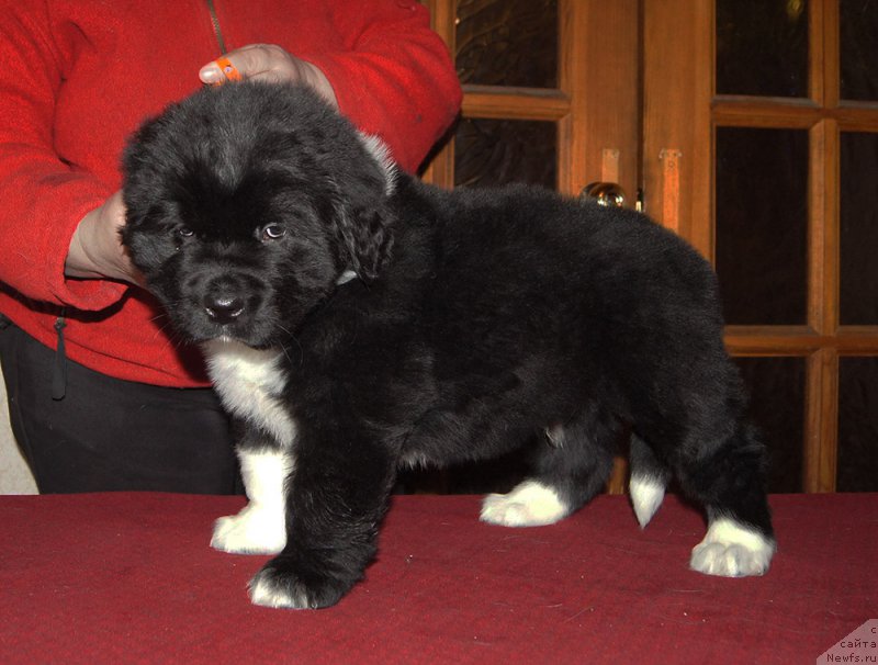 Фотография № 218919