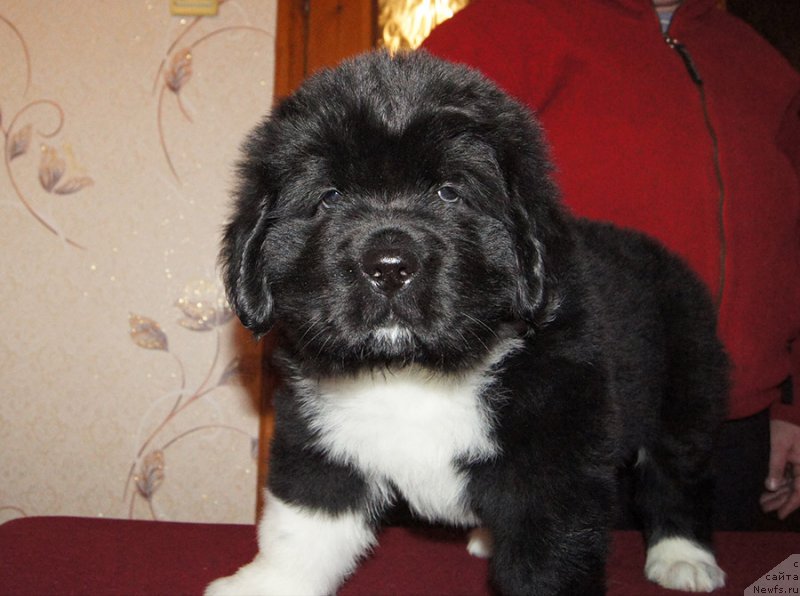 Фотография № 218921