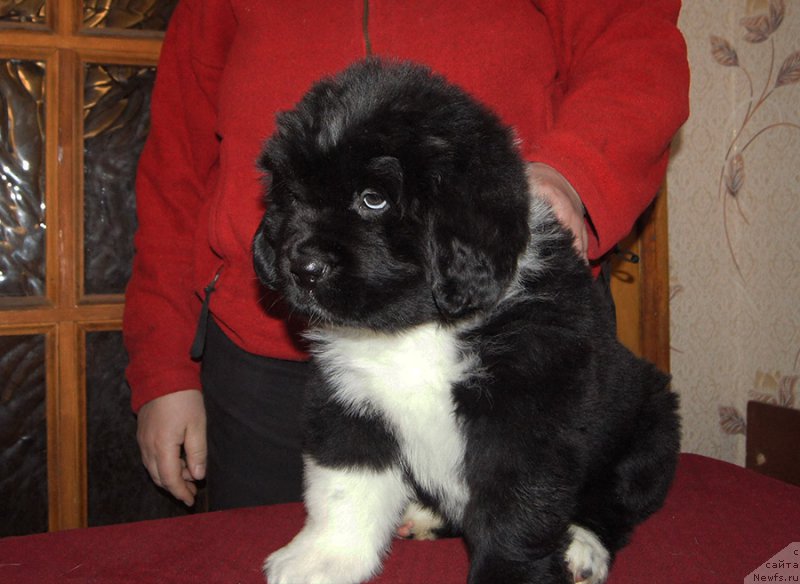 Фотография № 218924