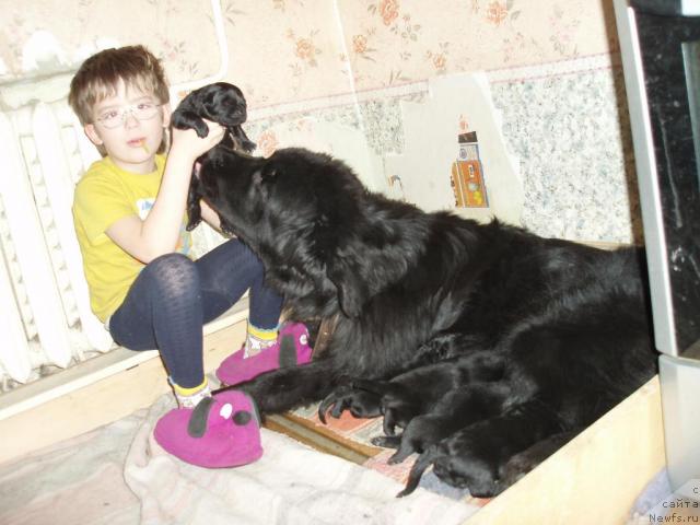 Фото: ньюфаундленд Алекс Диксон, Кирилл Бочаров, Дети