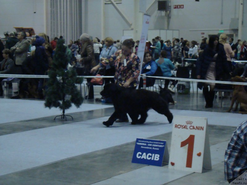 Фотография № 218941