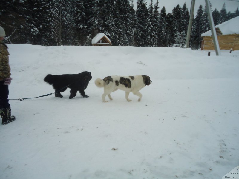 Фотография № 218953