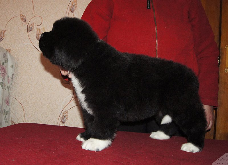 Фотография № 218957