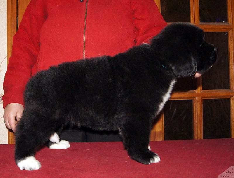 Фотография № 218958