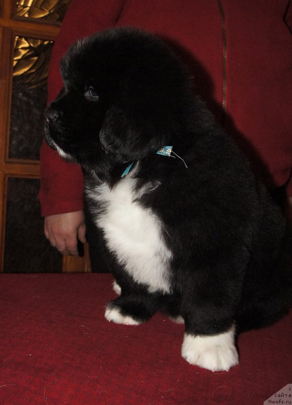 Фотография № 218959