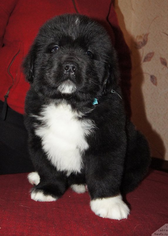 Фотография № 218960