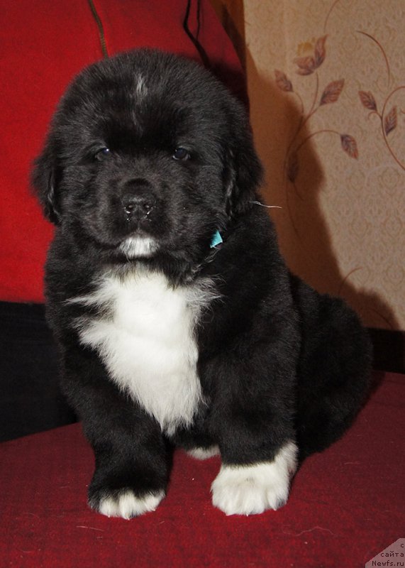 Фотография № 218961