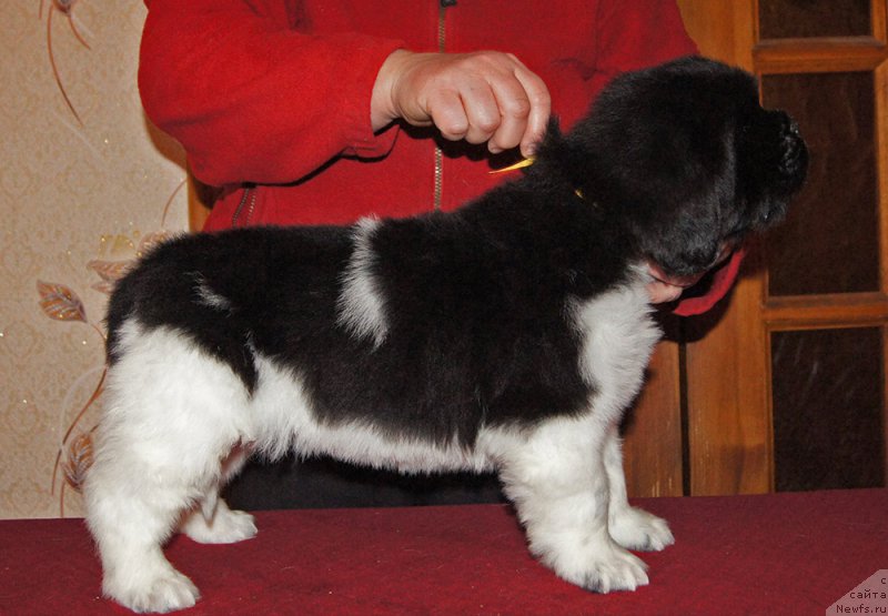 Фотография № 218964