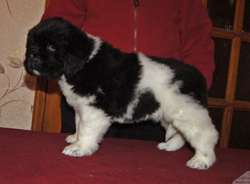 Фотография № 218966