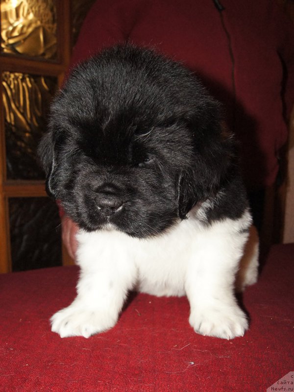 Фотография № 218967