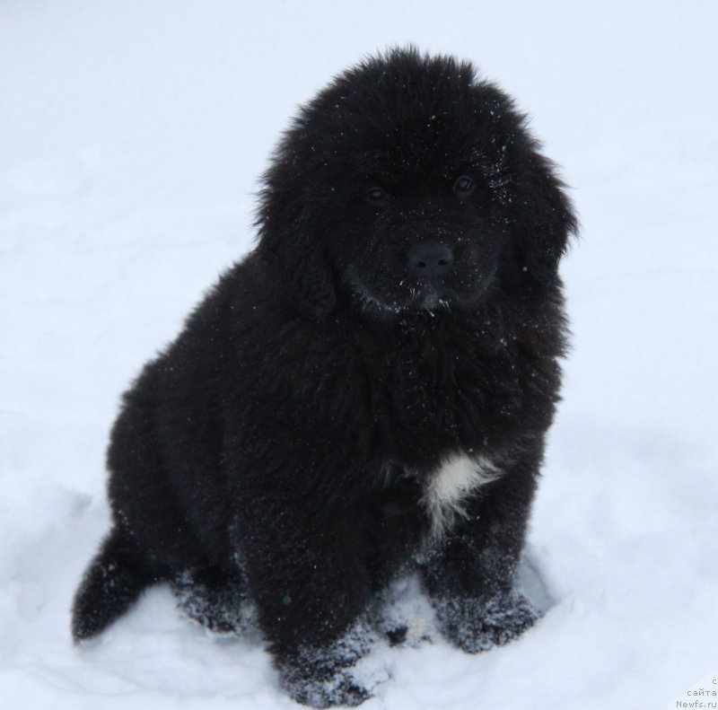Фото: Аквиан Сонг Турандот.
