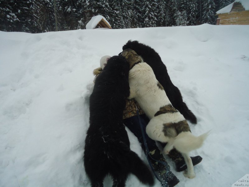 Фотография № 218978