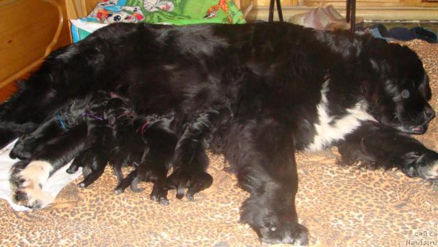 Фото: ньюфаундленд Маг Исполин Игрунья (Mag Ispolin Igrunia)