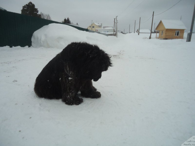 Фотография № 218984